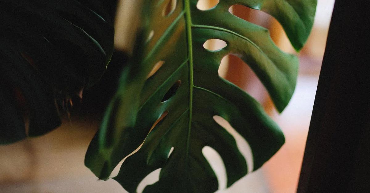 Gros plan d'une feuille de Monstera deliciosa luxuriante, mettant en valeur son motif emblématique découpé et fenestré.